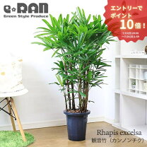 楽天市場】観葉植物 大型 観音竹の通販