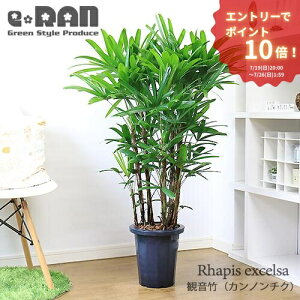 観葉植物 観音竹」の人気商品一覧・価格比較 - 価格.com