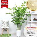 ＼エントリーでP10倍！要バナー確認!!／高性チャメドレア ミクロスパディクス 観葉植物 10号鉢 高さ約150〜160cm 数量限定 選べる鉢カバー 大型 ヤシの木 寒さに強い 開店祝い 開業祝い 新築祝い ギフト オフィス 室内向け