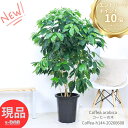 ＼エントリーでP10倍！要バナー確認!!／沢山の花芽付き コーヒーの木 観葉植物 厳選優良個体 高さ約144cm 10号鉢 【現品発送】 管理説明書 受皿付 肥料小袋プレゼント 耐陰性 大型 実付の良い アラビカ種 室内 アラビカ コーヒー豆