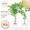 ＼エントリーでP10倍！要バナー確認!!／フィカス ウンベラータ 観葉植物 10号鉢 高さ約160〜175cm 現品発送 厳選 大型 曲がり樹形 自然樹形 シンボルツリー ゴムの木 新築祝い 開店祝い 開業祝い 結婚祝い スタンダード樹形