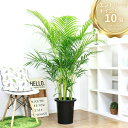 ＼エントリーでP10倍！要バナー確認!!／アレカヤシ 観葉植物 10号鉢 【数量限定販売】 管理説明書 受皿付き 肥料小袋 大型 人気 ヤマドリヤシ コガネタケヤシ 黄金竹椰子 イエローバタフライパーム ビッグサイズ 室内 風水 出会い運