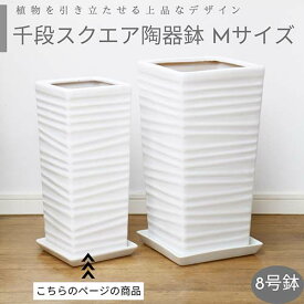 千段スクエアホワイト陶器鉢 Mサイズ【受け皿付 鉢底ネット付】小型 中型 プランツ用 シンプル おしゃれな植木鉢 白い鉢 角型 陶器 穴あり 角鉢 デザイン鉢 7号鉢 8号鉢 ツヤあり 鉢植え 室内鉢 白鉢 ホワイト 園芸用品 送料無料 ※同梱不可 観葉植物