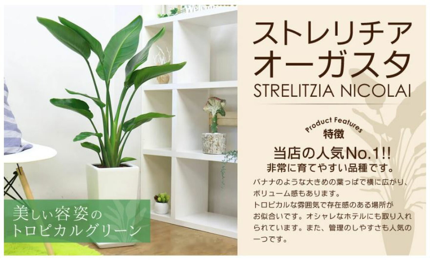 楽天市場 | 観葉植物の専門店e-RAN - ストレリチア・オーガスタ特集 