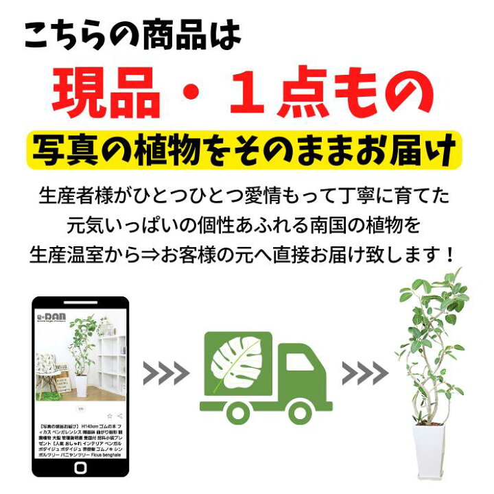 楽天市場】【選べる現品発送】エバーフレッシュ 陶器鉢 白 角鉢 丸鉢 