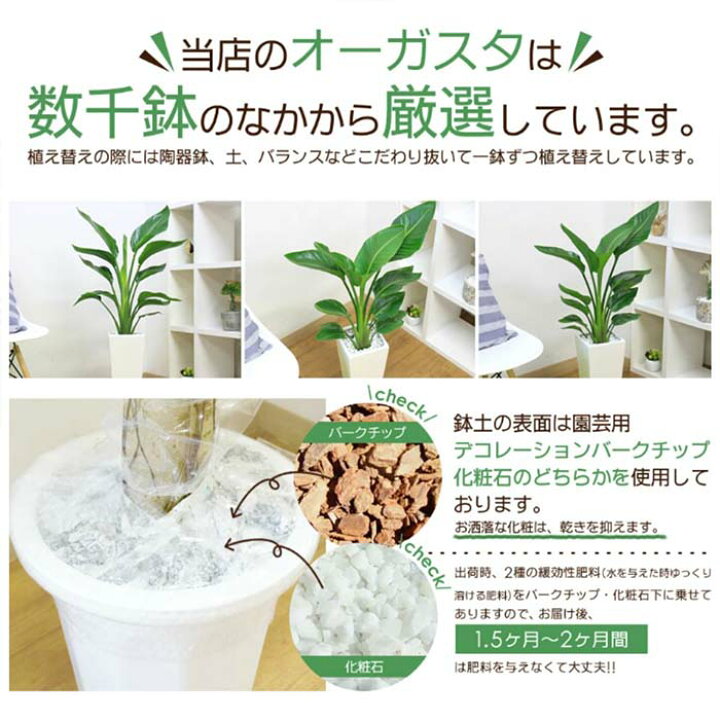 楽天市場】大型10号 人気 ストレリチア オーガスタ 陶器鉢 選べる鉢の 