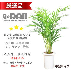 厳選 アレカヤシ 7号鉢 観葉植物 あれかやし ヤマドリヤシ コガネタケヤシ 黄金竹椰子 イエローバタフライパーム ヤシの木 植木鉢 Dypsis lutescens 南国風 父の日 敬老の日 ギフト 花言葉 勝利 元気 【数量限定販売】