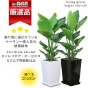 観葉植物 ストレリチア オーガスタ 高さ約100cm前後 スクエア 陶器鉢 選べる陶器鉢 白 黒 受皿付 中型【数量限定販売】当店人気 リビング 室内 引越祝い 開店祝い 移転祝い 新築祝い 開店祝い 新築祝い プレゼント ニコライ バショウ 天国の鳥 瑠璃極楽鳥花