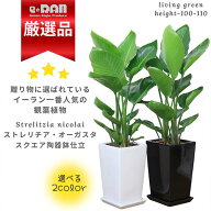 ストレリチア オーガスタ 観葉植物 高さ約100cm前後 陶器鉢 選べる陶器鉢 受皿付 【数量限定販売】 中型 …