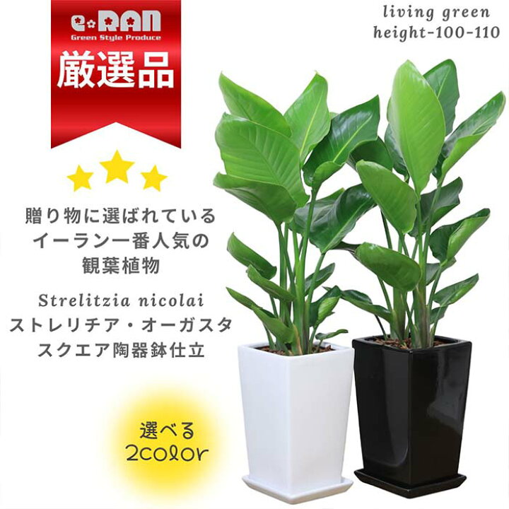楽天市場】観葉植物 ストレリチア オーガスタ 高さ約100cm前後 