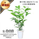 ＼ポイント5倍／人気の高性チャメ 7号鉢 日陰に強い 観葉植物 チャメドレア・ミクロスパディクス ヤシの木 チャメ コウセイチャメ チャメドレア チャメ 高性カマエドリア 風水 運気アップ 管理説明書 受皿付き 肥料小袋プレゼント【数量限定販売】 厳選