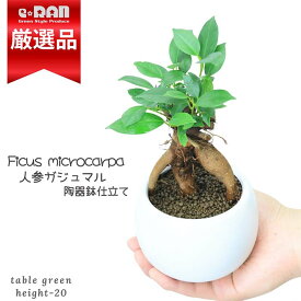 ＼ポイント2倍／人気の人参ガジュマル陶器鉢 白 がじゅまる 観葉植物 ガジュマルの木 ガジュマル 塊根植物 根上がり 風水 ニンジンガジュマル 鉢植え 多幸の木 榕樹 溶ける木 キジムナー 我樹丸 細葉榕 【数量限定販売】