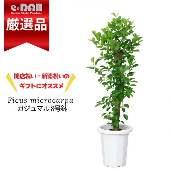 楽天市場】人気の ガジュマル 8号鉢 高さ約100cm前後 原木仕立 管理 