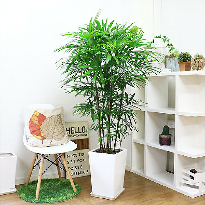 楽天市場】人気のシュロチク（棕櫚竹）陶器鉢 白 観葉植物 大型【数量 