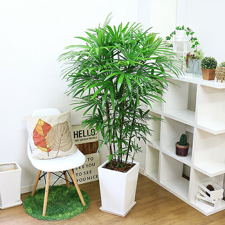 楽天市場】人気のシュロチク（棕櫚竹）陶器鉢 白 観葉植物 大型【数量 