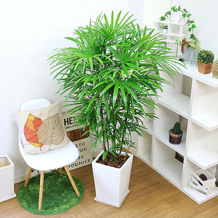 楽天市場】人気のシュロチク（棕櫚竹）陶器鉢 白 観葉植物 大型【数量 
