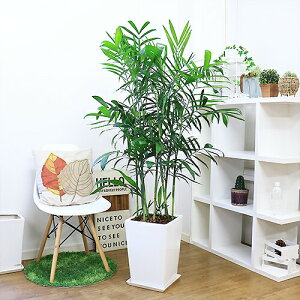 【数量限定販売】観葉植物 ヤシの木 セフリジヤシ 160cm前後 陶器鉢 白 10号サイズ 管理説明書 受皿付 肥料小袋プレゼント【カマエドレア チャマエドレア セフリジー カイエンナッツ 育て易