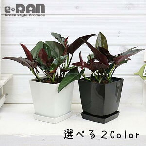 シンゴニウム Diy 工具の人気商品 通販 価格比較 価格 Com