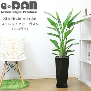 lC̃Xg`A I[KX^ XNGAO픫 Iׂ锫J[   120cmOyʌ̔zǗ Mt oVE Strelitzia nicolai jRC V̒ p_C