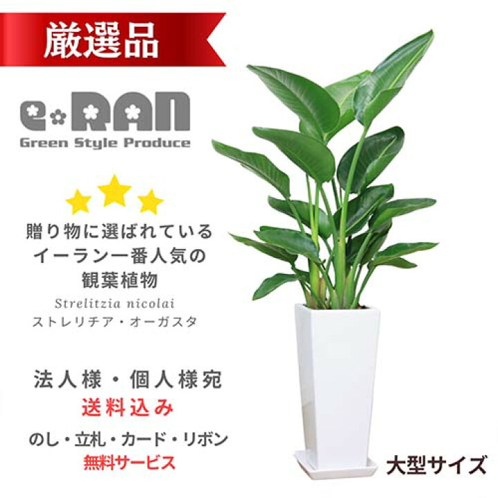 楽天市場】＼BF限定クーポン／大型 ストレリチア オーガスタ 株立 白 