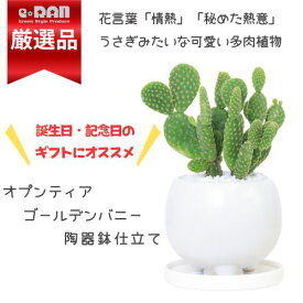 ＼ポイント2倍／可愛いサボテン バニーカクタス ゴールデンバニー 陶器鉢 白 人気の可愛い 多肉植物 うさぎのサボテン ウチワサボテン キンエボシ 金烏帽子 金小判 オプンチア 耐寒性 グリーングリーン ウサギの耳 テーブルグリーン【数量限定販売】 観葉植物