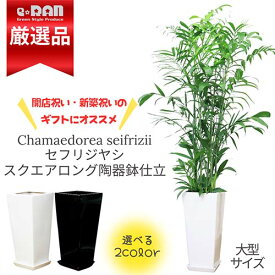 観葉植物 セフリジヤシ 陶器鉢スクエアロング 選べる陶器鉢 白 黒【カマエドレア チャマエドレア セフリジー カイエンナッツ 育て易い 人気 ヤシの木 竹のような姿 空気清浄化 南国 アジアン お祝い】【数量限定販売】