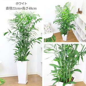 観葉植物 セフリジヤシ 陶器鉢スクエアロング 選べる陶器鉢 白 黒【カマエドレア チャマエドレア セフリジー カイエンナッツ 育て易い 人気 ヤシの木 竹のような姿 空気清浄化 南国 アジア