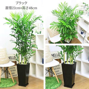 ϗtA ZtWV 픫XNGAO Iׂ铩픫  yJ}GhA `}GhA ZtW[ JCGibc ĈՂ lC V̖ |̂悤Ȏp C 썑 AWA