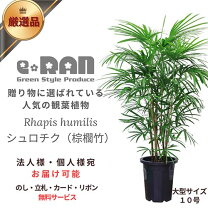 楽天市場】150cm（種類（植物）シュロチク）（観葉植物｜花・観葉植物 