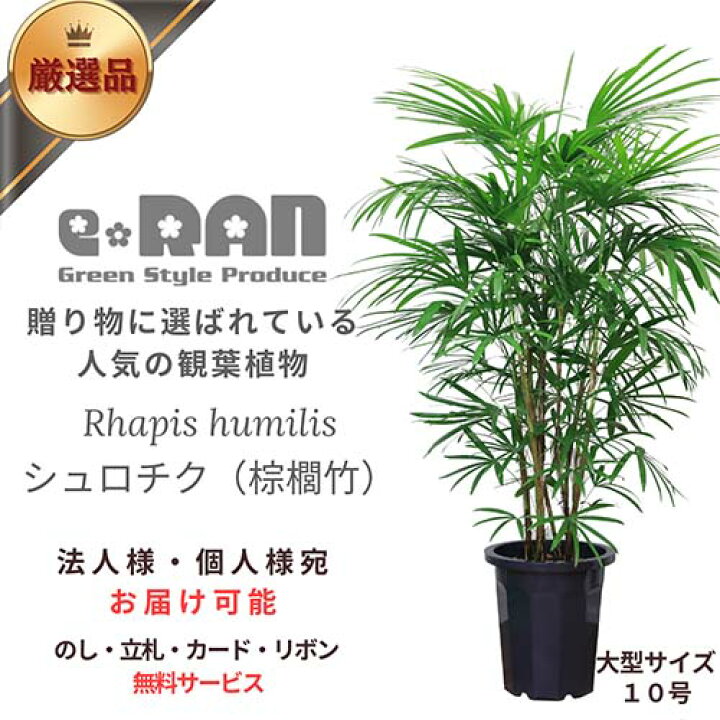 楽天市場】【厳選産直】人気のシュロチク（棕櫚竹）10号鉢 観葉植物 