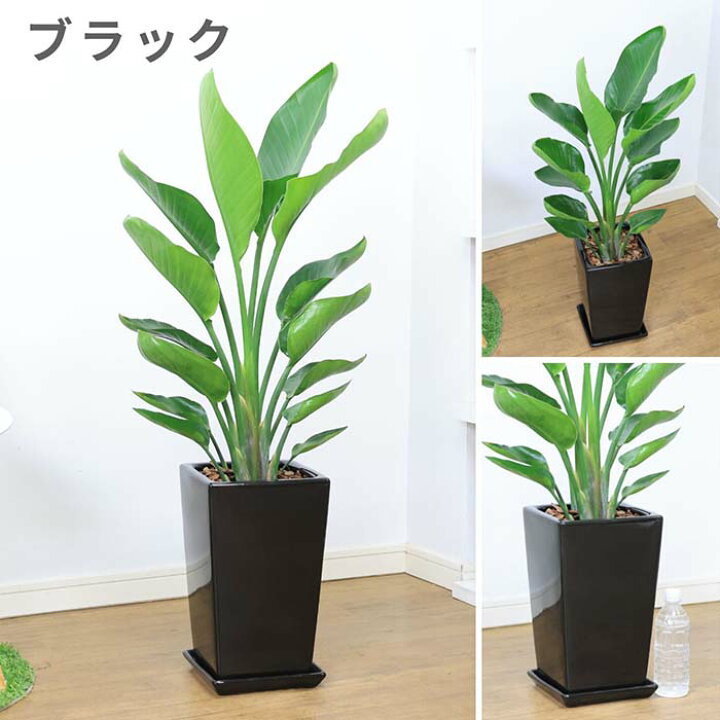 楽天市場】観葉植物 大型 ストレリチア オーガスタ スクエア 陶器鉢 