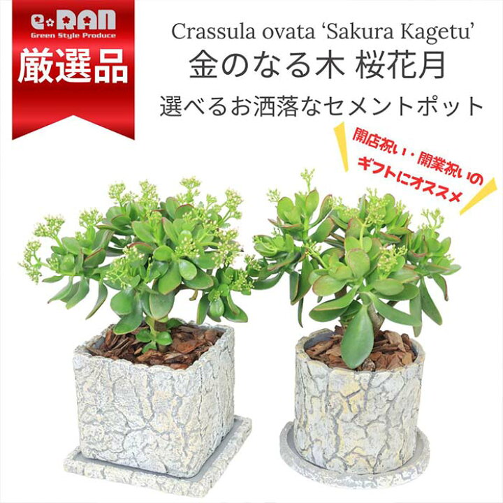 楽天市場】多肉植物 金のなる木 桜花月 さくらかげつ セメントポット 