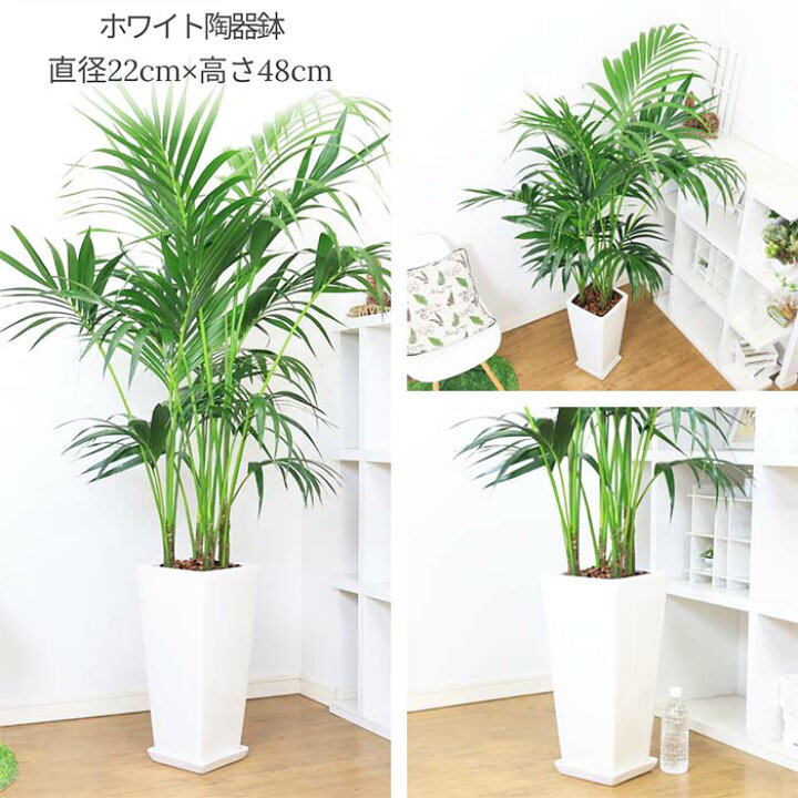 楽天市場】観葉植物 大型 ヒロハケンチャヤシ 約170cm前後 鉢の色 
