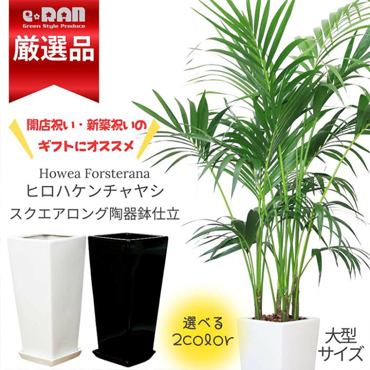 楽天市場】観葉植物 大型 ヒロハケンチャヤシ 約170cm前後 鉢の色 