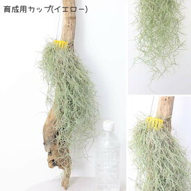 チランジア ウスネオイデス（スパニッシュモス）エアプランツ ティランジア ハンギング 観葉植物 壁掛け ミニ 吊り下げ おしゃれ カフェ 玄関 リビング キッチン 着生植物 エアープランツ【数量限定販売】