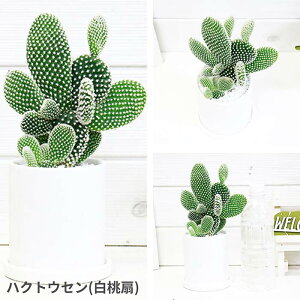  T{e oj[JN^X 픫  Iׂi S[foj[  A ̃T{e E`T{e LG{V Iv`A ϊ ~jϗtA e[uO[ 