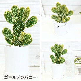 可愛い サボテン バニーカクタス 陶器鉢 白 選べる品種 ゴールデンバニー 白桃扇 多肉植物 うさぎのサボテン ウチワサボテン キンエボシ オプンチア 耐寒性 ミニ観葉植物 テーブルグリーン ウサギの耳【数量限定販売】 厳選