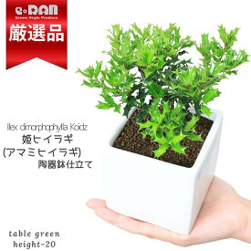 【数量限定販売】姫ヒイラギ(アマミヒイラギ) 陶器鉢 白 高さ約20cm前後 Ilex dimorphophylla Koidz モチノキ ヒメヒイラギ 奄美柊黐 奄美柊 姫柊 奄美大島湯湾岳特産 山野草 盆栽 ヒイラギ 魔よけ 苗木 クリスマス お正月 飾り 観葉植物