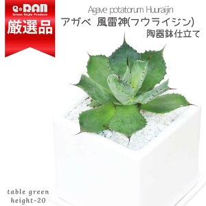 _|Cg2{^yʌ̔zAKx tECW (_) 20cmO L[u픫  4TCY A    傫 MUMU t |^g E[c 