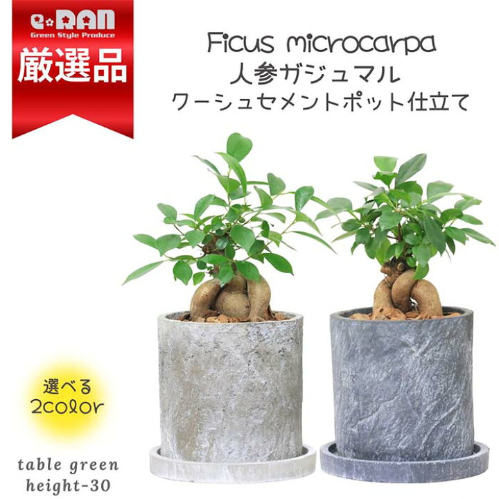 楽天市場】【限定数販売】 観葉植物 人参ガジュマル セメントポット鉢 