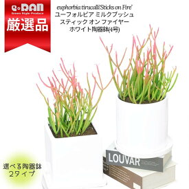 【数量限定販売】多肉植物 ユーフォルビア ミルクブッシュ スティック オン ファイヤー 陶器鉢 白 高さ約25~35cm 鉢植え 小鉢 育て易い 新種 珍しい 映え 多肉 euphorbia tirucalli‘Sticks on Fire’ 観葉植物 ティルカリ