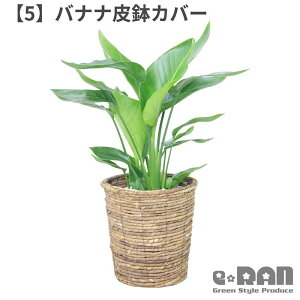 yʌ̔z Xg`A I[KX^ 7 75cm Iׂ锫Jo[  7TCY ϗtA AWA GXjbN CeA oVE Xg`A Strelitzia nicolai jR