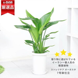 lC̃Xg`A I[KX^ 7 3d Mtyʌ̔z7TCY ϗtA 傫t ^ oVE Xg`A Strelitzia nicolai jRC V̒ ڗɊy Jo