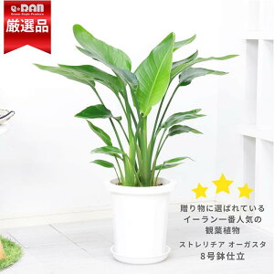 Xg`A I[KX^ 8 Mt 75cmO 3d 8TCYyʌ̔z ϗtA 傫t ^ oVE Xg`A Strelitzia nicolai jRC V̒ p_CXE