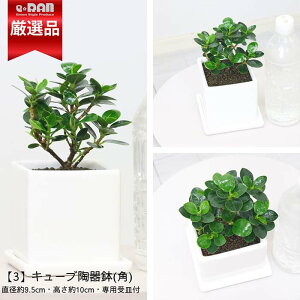 yʌ̔zRp_ KW} 15`20cm Iׂ铩픫   3TCY {[ V_[ L[u A 󏭎 tBJX Mtg p_ ϗtA KW} h[t ␫ 