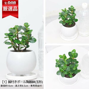 _N[|&|Cg^yʌ̔zRp_ KW} 15`20cm Iׂ铩픫   3TCY {[ V_[ L[u A 󏭎 tBJX Mtg p_ ϗtA KW