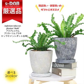 【数量限定販売】観葉植物 シダ アスプレニウム アカキ 高さ約25～35cm 選べるエッグセメントポット 6号サイズ 獅子葉が美しい プリカーツム 　タニワタリの仲間 肉厚で光沢のある葉 インパクトとボリューム 丈夫で日陰に強い ウェーブのかかった葉 個性的