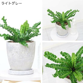 【数量限定販売】観葉植物 シダ アスプレニウム アカキ 高さ約25～35cm 選べるエッグセメントポット 6号サイズ 獅子葉が美しい プリカーツム 　タニワタリの仲間 肉厚で光沢のある葉 インパクトとボリューム 丈夫で日陰に強い ウェーブのかかった葉 個性的