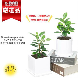 【数量限定販売】観葉植物 小鉢 センカクガジュマル 選べる陶器鉢 高さ約20cm前後 希少種 尖閣ガジュマル ミニ 植物 贈り物 おすすめ 部屋 風水 キムジナー がじゅまる 精霊 自然樹形 インテリア おしゃれ 小型 かわいい 盆栽 耐寒性 送料無料 Ficus microcarpa senkaku