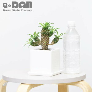 _N[|&|Cg^yʌ̔zA  [tHrA \ecL qt 15~20cmO 3TCY Iׂ铩픫  hSi ϗtA uvEtHA T{e 